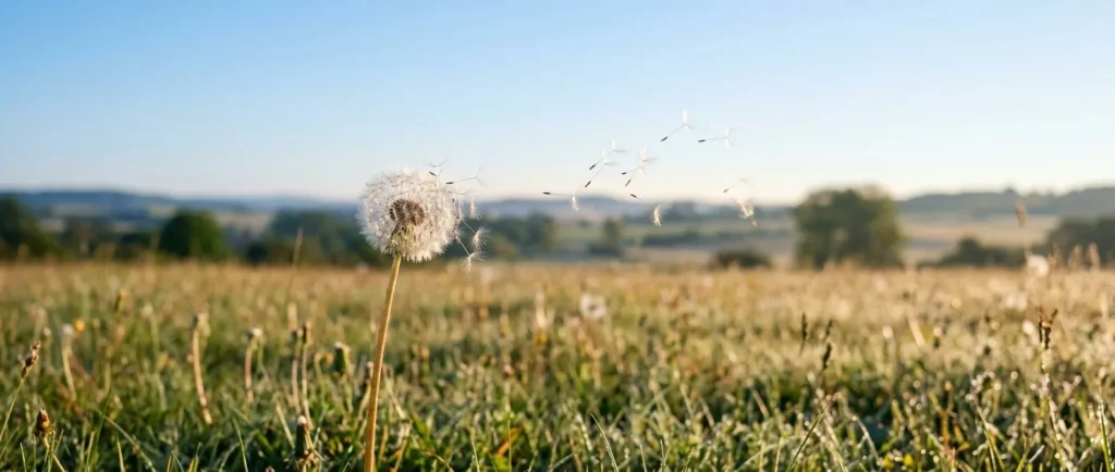 Dente-de-leão soltando sementes ao vento sobre campo verde ao nascer do sol, sob céu azul-claro